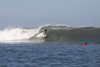 Image Sea-Lioness-heads-down-to-Central-America.aspx