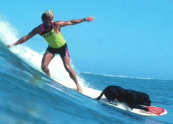 Image dogsguidesurfing.jpg