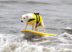 Image surfdog3.jpg