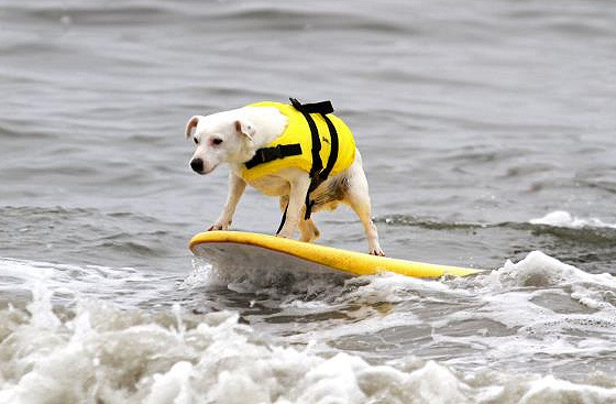 Image surfdog3.jpg