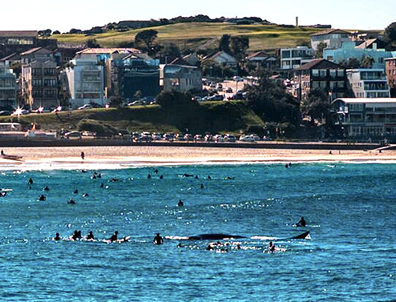 Image whalebondibeach.jpg