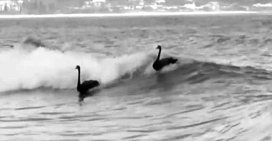 Image surfingswans.jpg