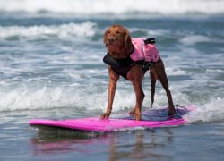 Image surfdogricochet2.jpg