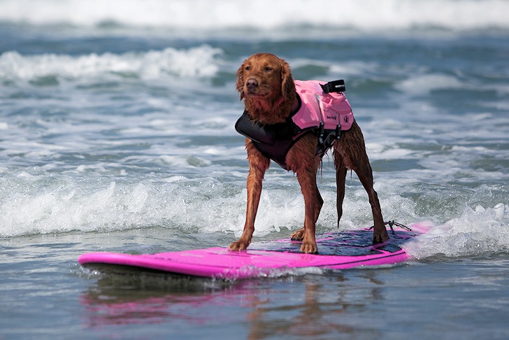 Image surfdogricochet2.jpg