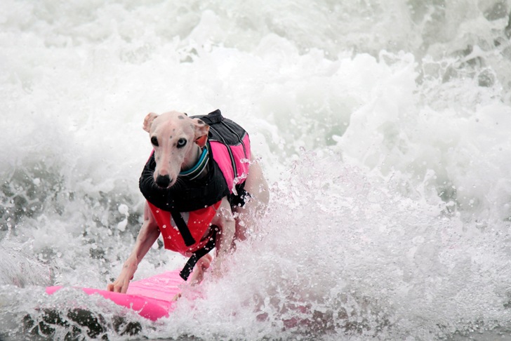 Image surfdog4.jpg