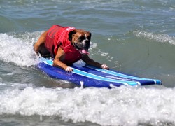 Image surfboxer.jpg