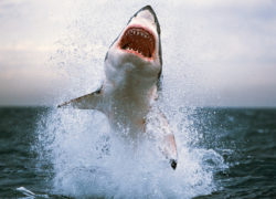 Image greatwhiteshark7.jpg