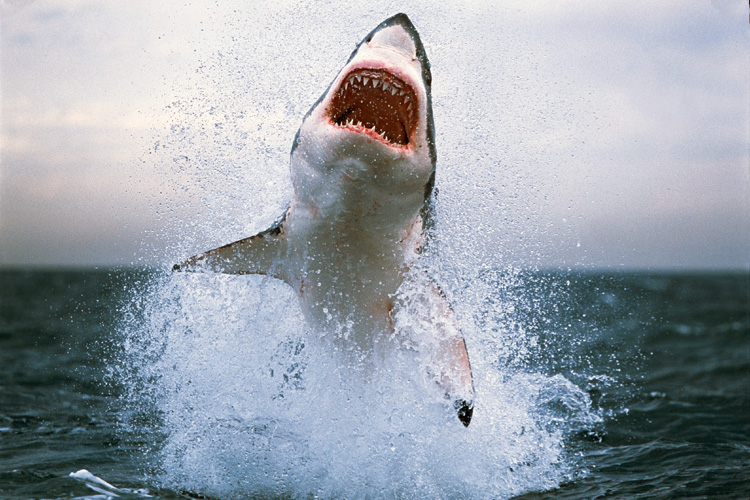 Image greatwhiteshark7.jpg