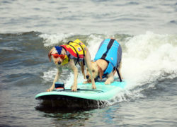 Image dogsurfingchampionships.jpg