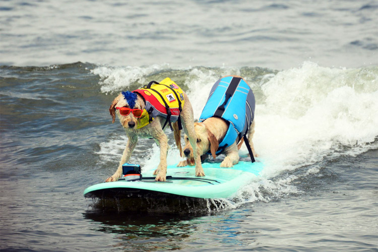 Image dogsurfingchampionships.jpg