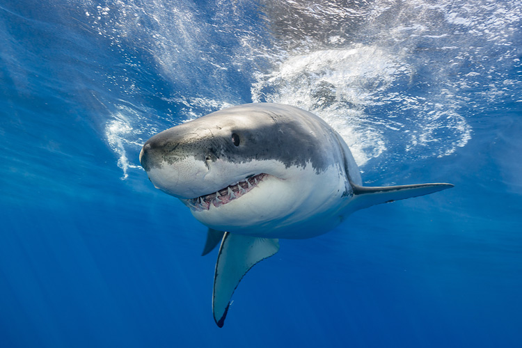 Image sharkteeth.jpg