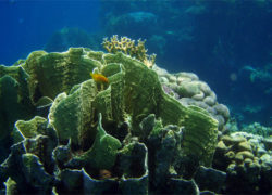 Image coralreefbank.jpg