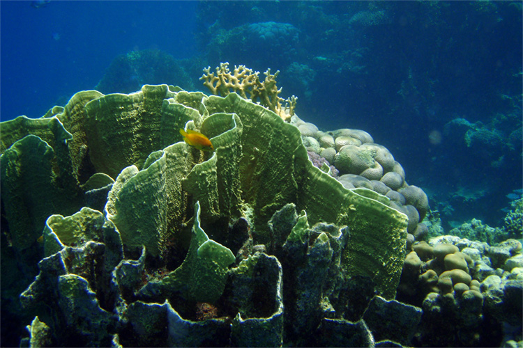 Image coralreefbank.jpg